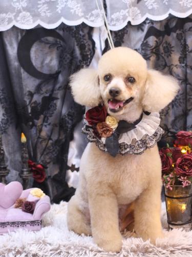 20231014チロくん